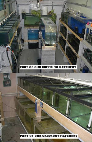 HATCHERIES.jpg